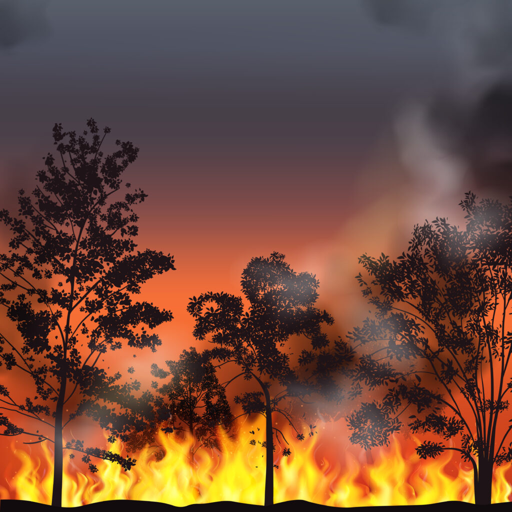 Forest Fire Background
