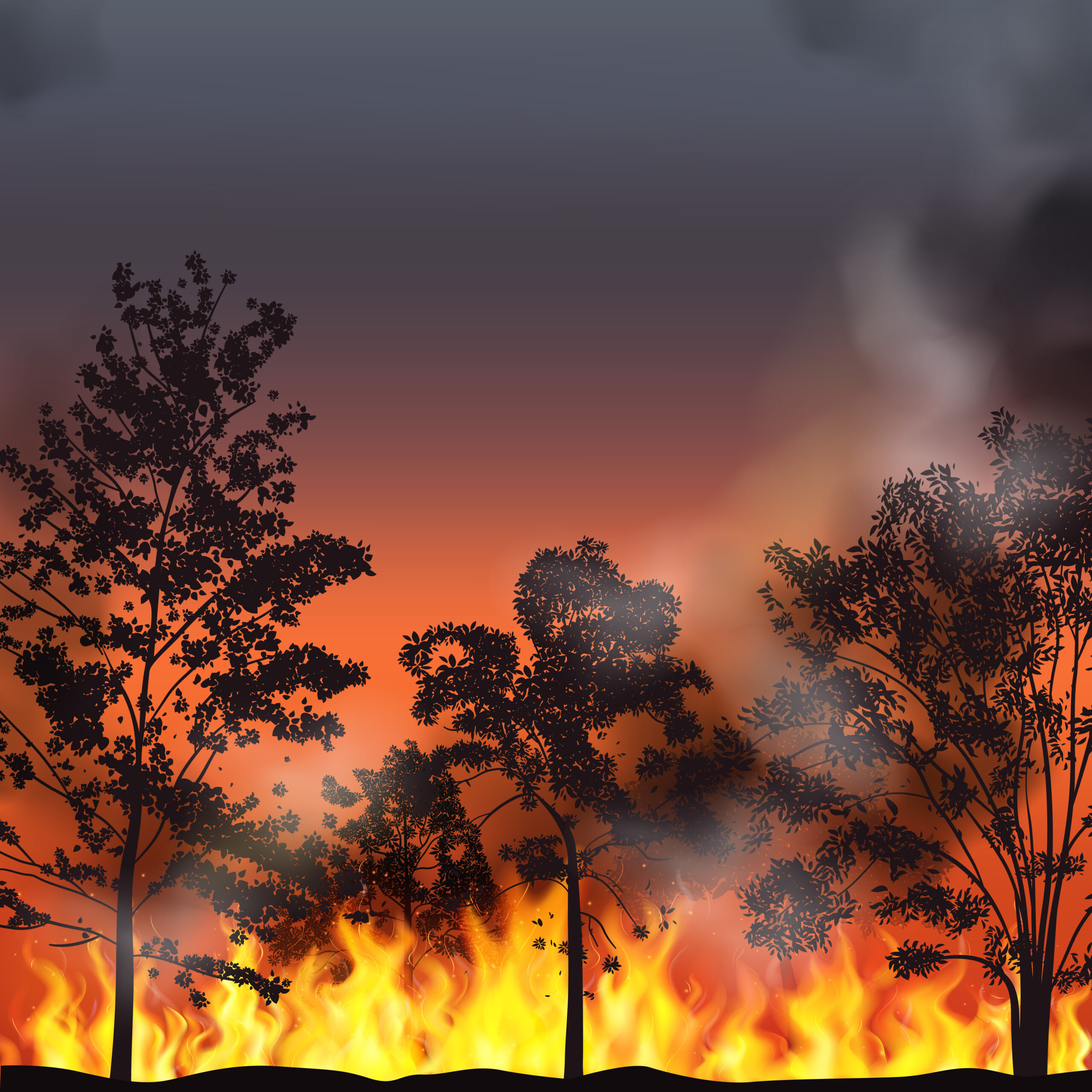 Forest Fire Background
