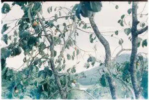 Ancient fruit rises as America’s latest snack favorite